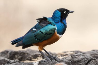 Afrika 'nın Muhteşem Sığırcığı