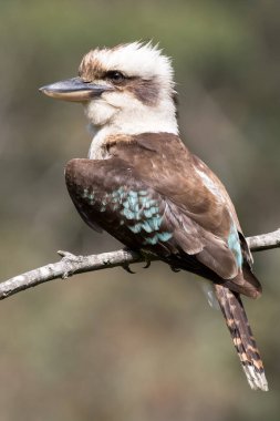 Gülen Kokaburra dallara tünedi.