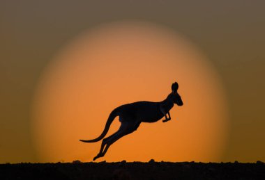 Kızıl Kanguru ve batan güneş