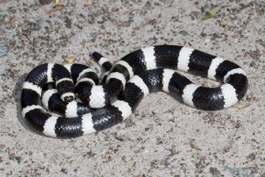 Avustralya Bandy Yılanı