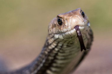 Doğu Kahverengi Yılan Dilini titretiyor