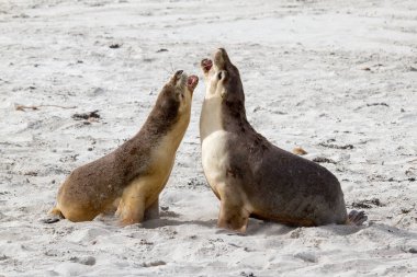 Avustralya Deniz Aslanları plajda