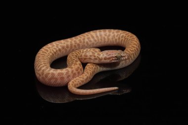 Avusturalya Çocuk Pitonu renk değişimi