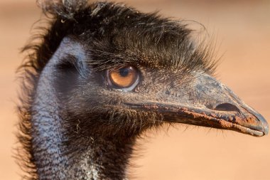 Emu 'nun fotoğrafını kapat.