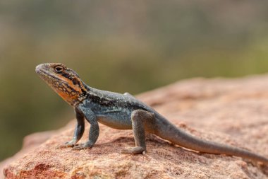 Kırmızı çubuklu ejderha kayanın üstünde güneşleniyor.