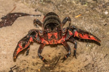 Avustralya tatlı su kerevitleri meme uçlarını gösteriyor