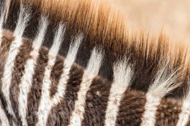 Ortak Zebra yelesine yaklaş