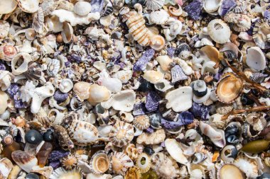 Deniz kabukları sahile vurmuş.