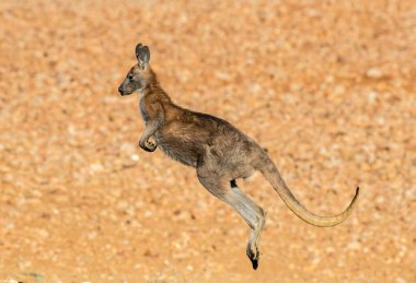 Zıplayan Wallaroo veya Euro