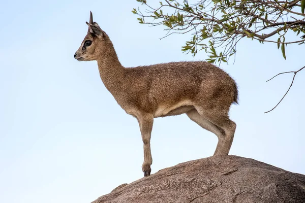 Klipspringer Áll Tetején Egy Nagy Szikla — Stock Fotó