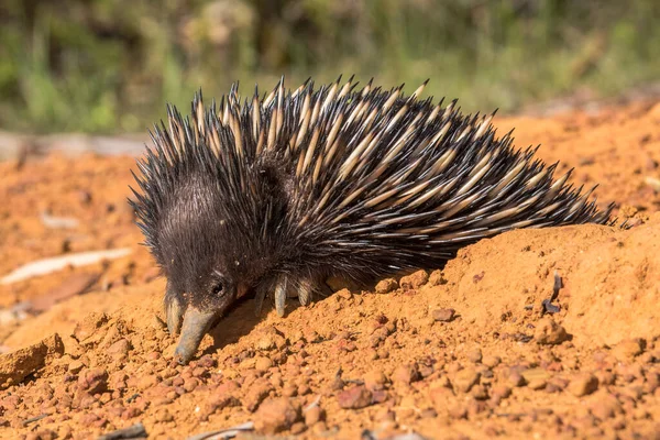 Echidna Pico Corto Cavando Agujero — Foto de Stock