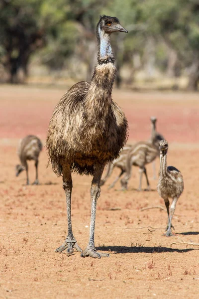 Maschio Emu Con Pulcini — Foto Stock