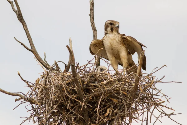 Brauner Falke Sitzt Auf Nest Mit Küken — Stockfoto