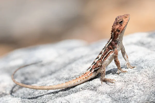 Zbliżenie Mountain Dragon — Zdjęcie stockowe