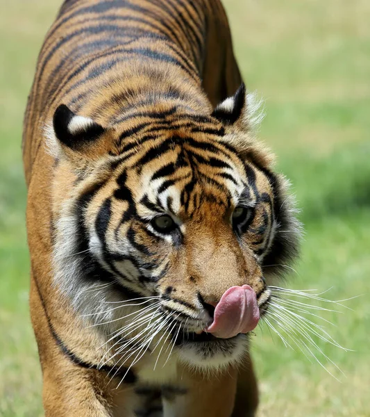 Gefangener Sumatra Tiger Leckt Nase — Stockfoto