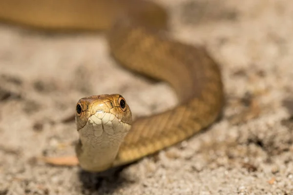 Close Rough Scaled Snake — Stock Photo, Image
