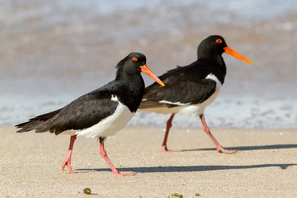 Pied Oyster Catchers Praia — Fotografia de Stock