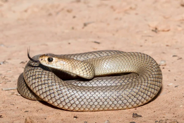 Eastern Brown Snake Tremolante Lingua — Foto Stock