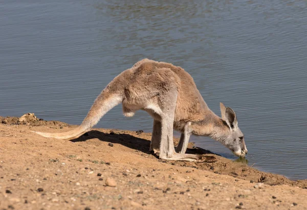 Rode Kangoeroe Drinken Bij Waterpoel — Stockfoto