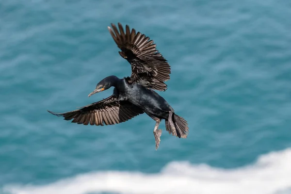 Przylądek Cormorant Locie — Zdjęcie stockowe