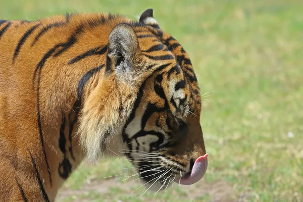 Nahaufnahme Von Gefangenem Sumatra Tiger — Stockfoto
