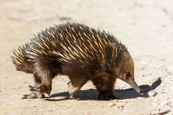 Kurzschnabelechidna Auf Nahrungssuche — Stockfoto