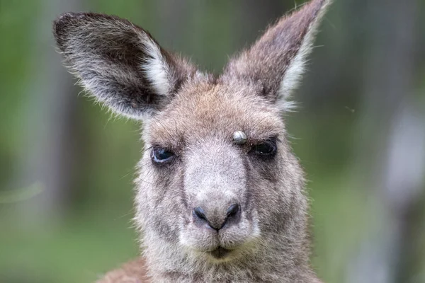 Eastern Grey Kangoeroe Met Grote Teek Het Voorhoofd — Stockfoto