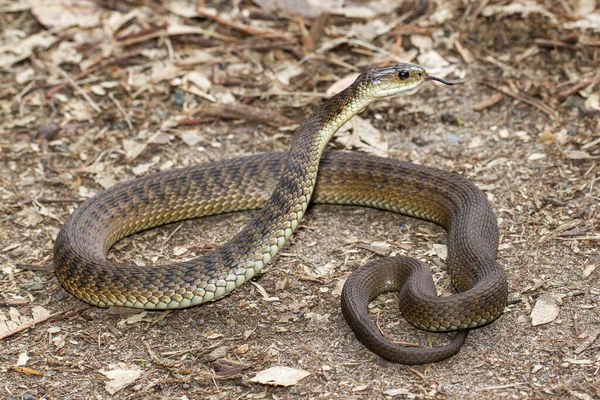 Rough-scaled Snake or Clarence River Snake