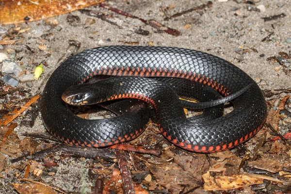 Serpent Noir Ventre Rouge — Photo