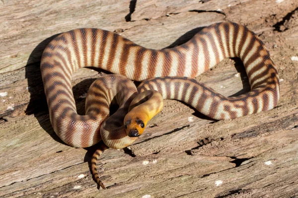 Australian Woma Python Curled — Stock Photo, Image