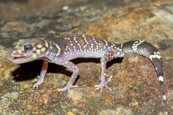 Vastag Farkú Gecko Nyalogatja Szemét — Stock Fotó