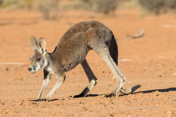 Avustralya Kırsalında Kızıl Kanguru — Stok fotoğraf