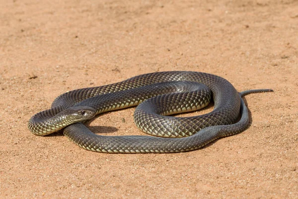 Mulga Rei Cobra Castanha — Fotografia de Stock