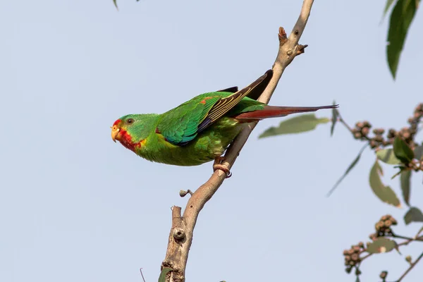 Australiano Perigo Papagaio Rápido — Fotografia de Stock