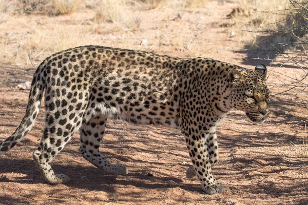 Leopard Afrykański Niewoli — Zdjęcie stockowe