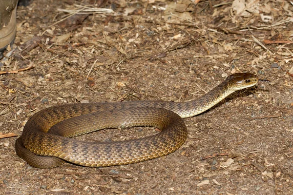 Rough Scaled Snake Clarence River Snake — Stock Photo, Image