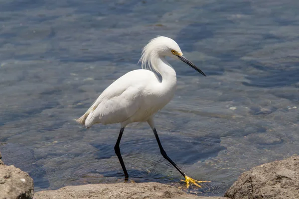 Snowy Egret Ψάχνει Για Φαγητό — Φωτογραφία Αρχείου
