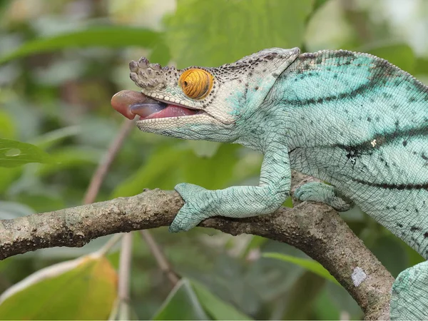 Chameleo Masculino Del Párroco — Foto de Stock