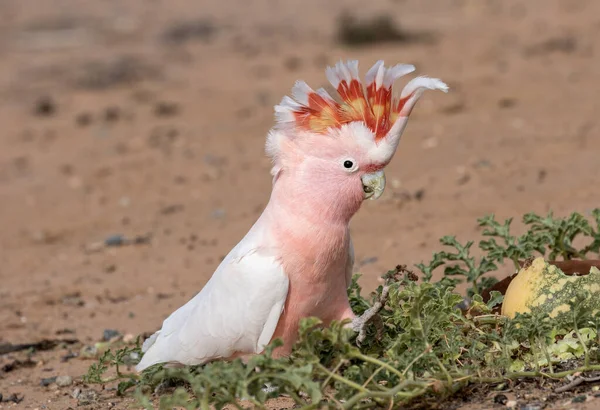 Pink Cockatoo Feeding Paddy Melon Seeds — Stock Photo, Image