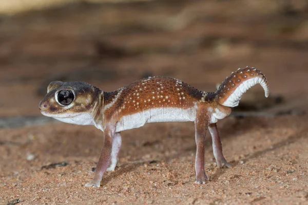 Gecko Con Pomo Liso —  Fotos de Stock