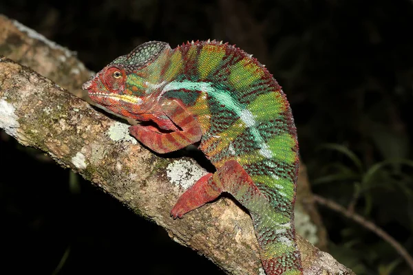 Panther Chameleon Desde Madagascar — Foto de Stock