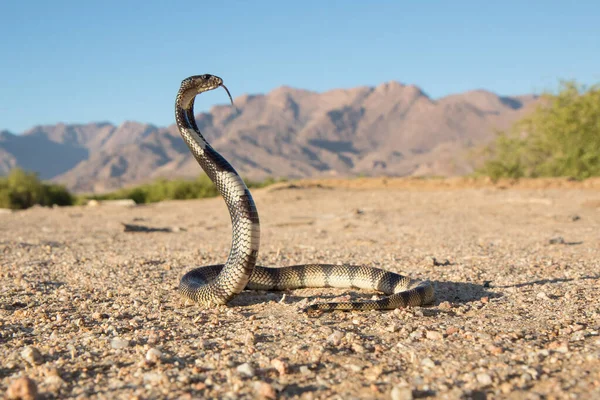 Kunene Shield Cobra Оборонительной Позиции — стоковое фото