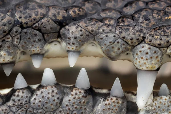 Tänder Juvenil Saltvattenkrokodil — Stockfoto