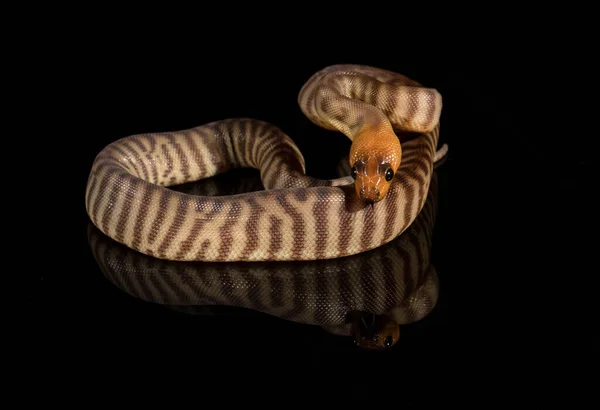 Australian Woma Pyhon Preto Perspex — Fotografia de Stock