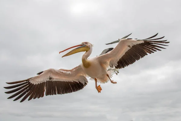 Pelikan Auf Der Flucht — Stockfoto