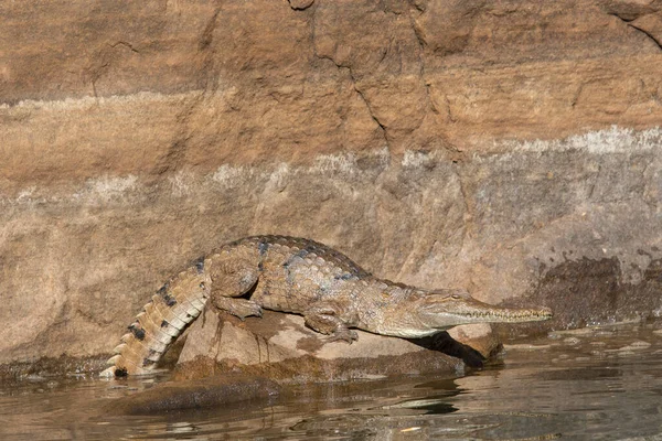 Пресноводный Крокодил Ущелье Северной Территории Австралии — стоковое фото