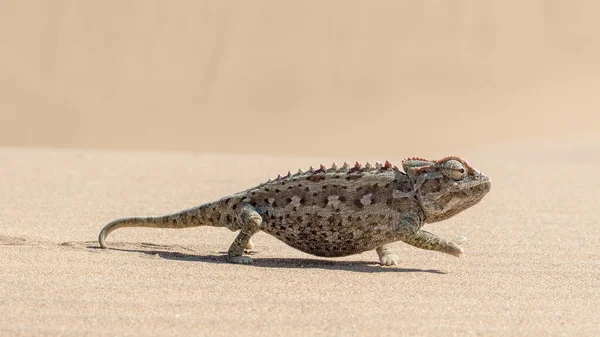 Namaqua Camaleão Andando Areia — Fotografia de Stock