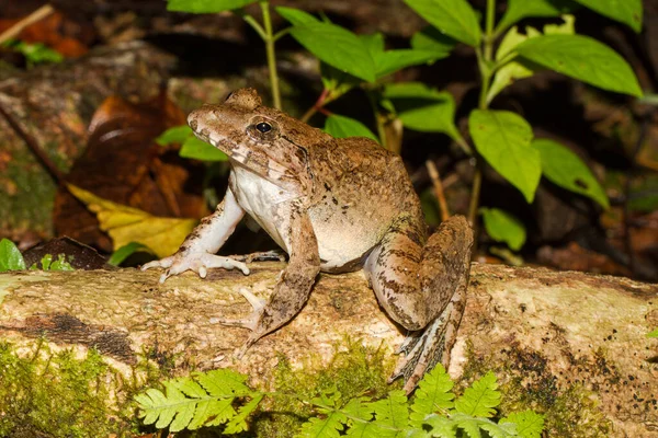 Giant River Frog Borneo — Stock Photo, Image