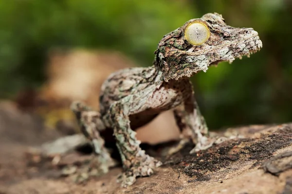 Gecko Cauda Folha Musgo — Fotografia de Stock