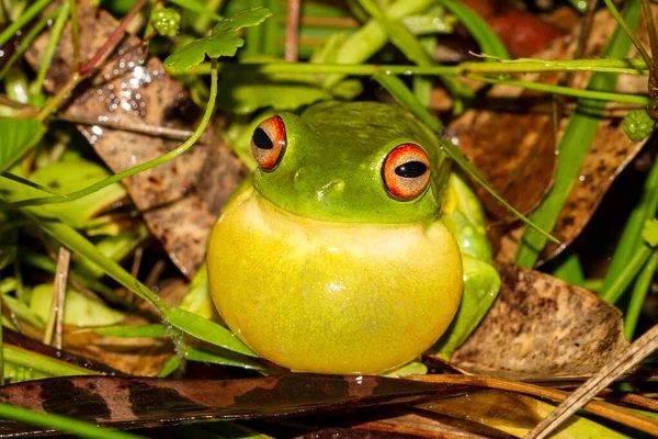 Homme Grenouille Arborescente Aux Yeux Rouges Appelant — Photo